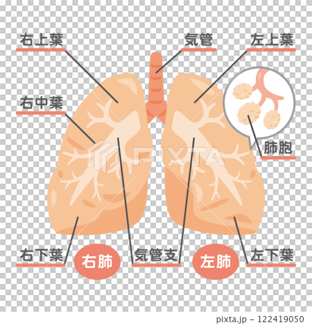 Lung structure illustration 2 122419050