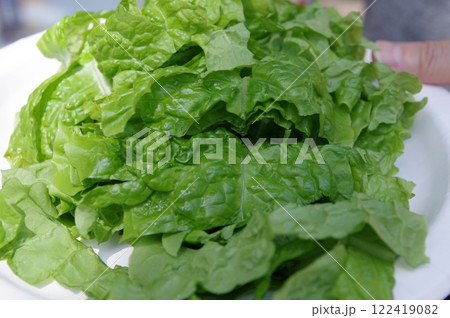 地中海沿岸西 アジア原産 生野菜 葉物 レタス 地中海沿岸西 アジア原産 生野菜 葉物 レタス 122419082