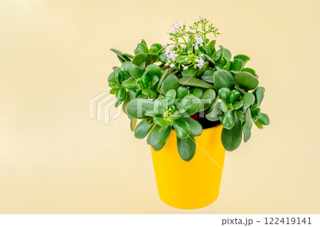 花咲く金のなる木（花月） 122419141