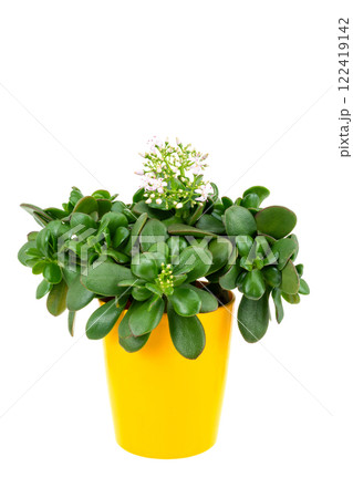 花咲く金のなる木（花月） 122419142