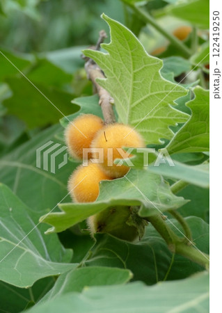 Solanum melongena fruits on tree in the garden 122419250