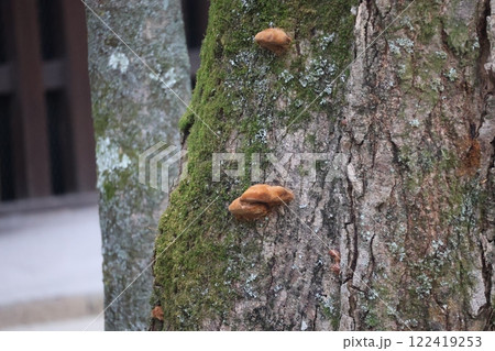 樹の幹にキノコがと緑の苔の生えている大樹の風景 樹の幹にキノコがと緑の苔の生えている大樹の風景 122419253