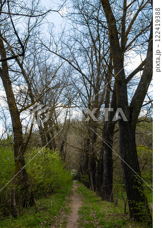 Scenic pathway through bare trees and fresh greenery in Ternopil oblast Ukraine during springtime 122419388