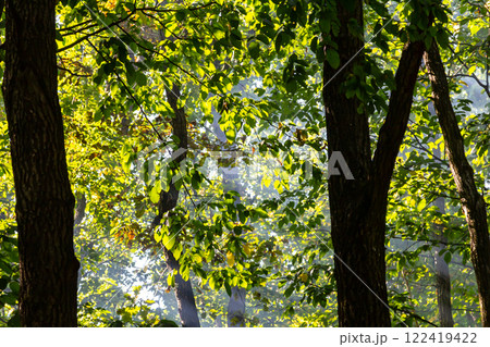 Sunlight filters through dense foliage in a serene forest setting, creating a vibrant atmosphere during a peaceful afternoon Sunlight filters through dense foliage in a serene forest setting, creating a vibrant atmosphere during a peaceful afternoon 122419422