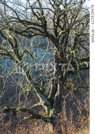Twisted branches of a leafless tree against a misty background in early morning light reveal nature's stark beauty in winter 122419476