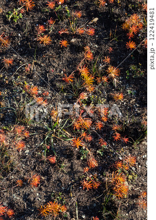 Bright orange wildflowers bloom across dry soil in a natural landscape under the clear blue sky during a warm sunny day 122419481