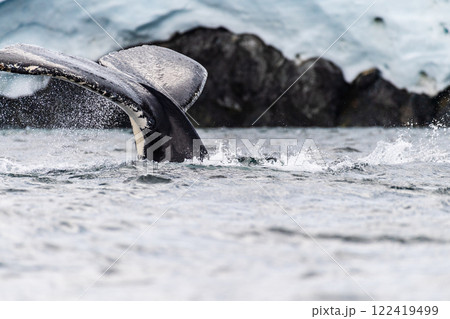 Tail of a humpback whale in the Antarctic 122419499
