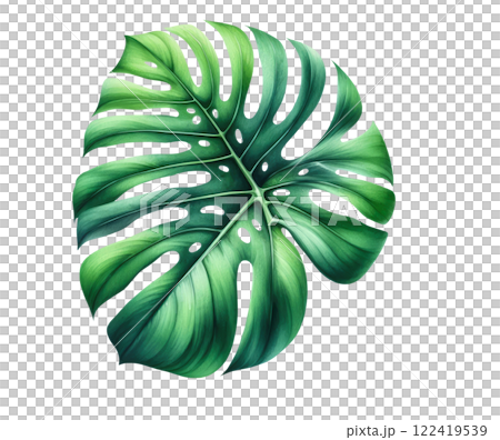 Tropical leaves, monstera leaf isolated on white background. Floral summer leaf 122419539
