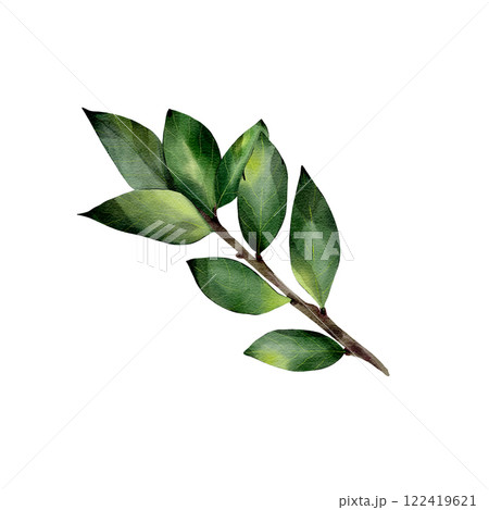 Green leaf. Isolated object on a white background. Watercolor realistic illustration, leaves of various trees, hand drawn. Summer season. For cards, decoration, invitations, print, textile 122419621