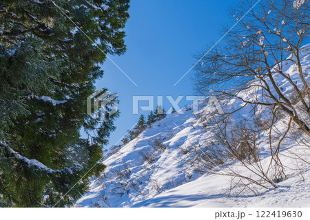 青空と雪山と針葉樹林 青空と雪山と針葉樹林 122419630