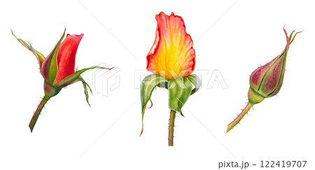 Rose flower buds. Hand drawn watercolor illustration of green and red-yellow plant on isolated background. Botanical drawing for greeting cards or wedding invitations. Buds of spiny plant with stem. Rose flower buds. Hand drawn watercolor illustration of green and red-yellow plant on isolated background. Botanical drawing for greeting cards or wedding invitations. Buds of spiny plant with stem. 122419707