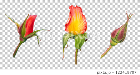 Rose flower buds. Hand drawn watercolor illustration of green and red-yellow plant on isolated background. Botanical drawing for greeting cards or wedding invitations. Buds of spiny plant with stem. Rose flower buds. Hand drawn watercolor illustration of green and red-yellow plant on isolated background. Botanical drawing for greeting cards or wedding invitations. Buds of spiny plant with stem. 122419707