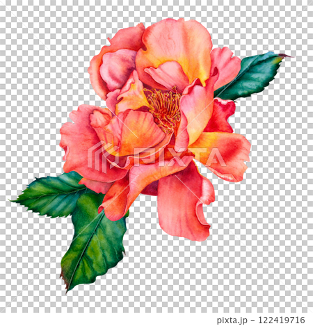 Watercolor rose flower in vibrant red colors with green leaves. Hand drawn floral illustration for wedding invitations or greeting cards on isolated background. Botanical composition of blooming plant Watercolor rose flower in vibrant red colors with green leaves. Hand drawn floral illustration for wedding invitations or greeting cards on isolated background. Botanical composition of blooming plant 122419716