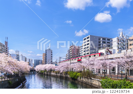 大岡川の春の風景　青空に映える桜　川沿いを走る京急線【神奈川県・横浜市】 122419734