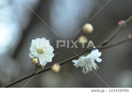 白い梅の花 122419769