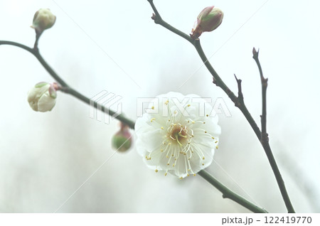 白い梅の花 122419770