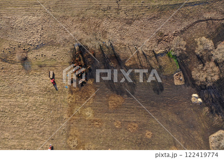Flying above grazing cows on a farmland, tree shadows on meadow, aerial view 122419774