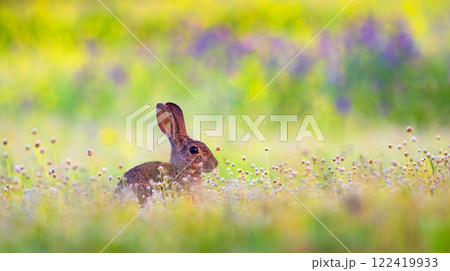 European Rabbit, Spain European Rabbit, Spain 122419933