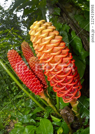 Shampoo Ginger, Marino Ballena National Park, Costa Rica 122419998