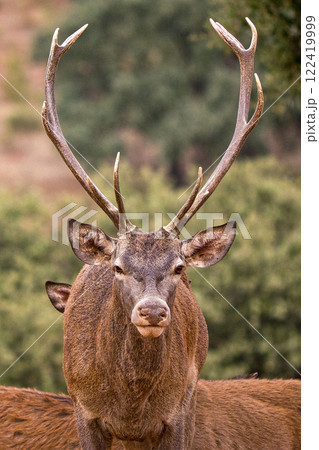 Red Deer, Monfrague National Park, Spain 122419999