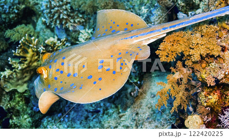Blue Spotted Ribbontail Ray, Red Sea 122420225