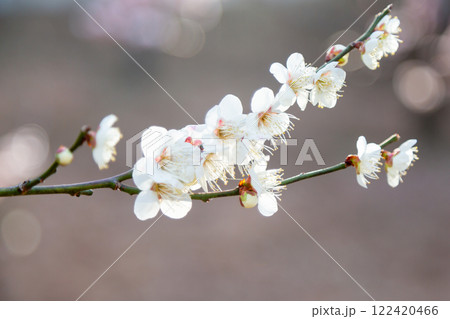 開花した白梅の花と枝 開花した白梅の花と枝 122420466