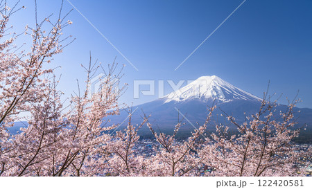 新倉山浅間公園の春の風景　満開の桜と冠雪した富士山【山梨県・富士吉田市】 122420581