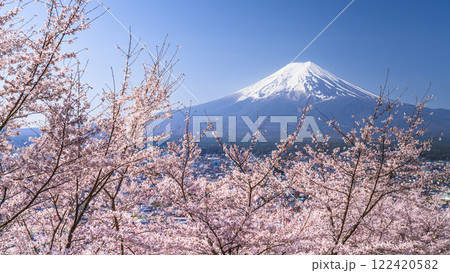 春の新倉山浅間公園の風景　満開の桜と富士山【山梨県・富士吉田市】 122420582
