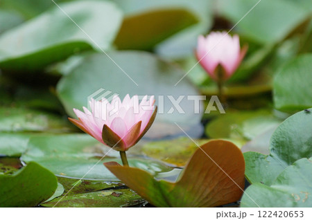 水面に浮かぶ睡蓮の花 122420653