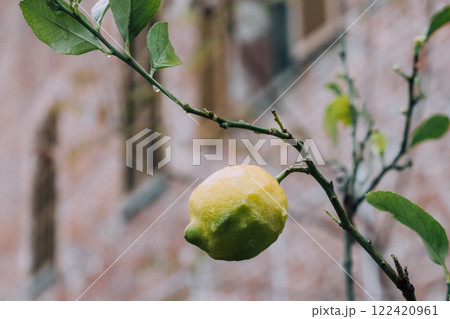 Lemon tree. 122420961