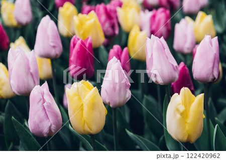 Tulip flowers. Tulip flowers. 122420962