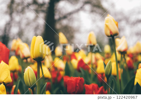 Blooming tulips. 122420967