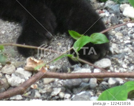 くつろぐ猫のあし 122421016