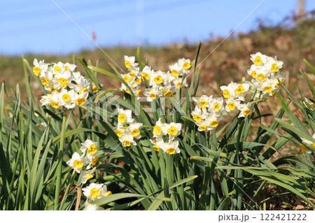 冬の野原に咲く白いフサザキスイセン（日本水仙）の花 122421222