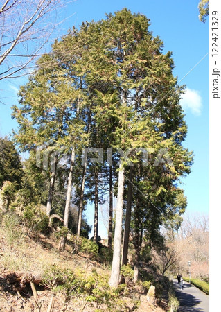 早春の快晴の青空をバックにした雑木林の風景を撮影 早春の快晴の青空をバックにした雑木林の風景を撮影 122421329
