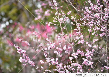 梅の花が咲いた 京都御苑 梅の花が咲いた 京都御苑 122421474