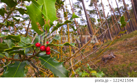 Red Drupes, Holly, Sierra de Guadarrama National Park Red Drupes, Holly, Sierra de Guadarrama National Park 122421504