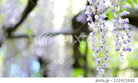 いつか見た藤の花 いつか見た藤の花 122421688