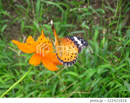 コスモスの花にとまるツマグロヒョウモンを撮影しました。 122421818