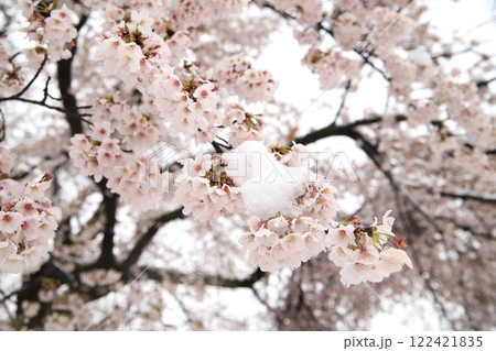 雪の日に咲いた桜 雪の日に咲いた桜 122421835