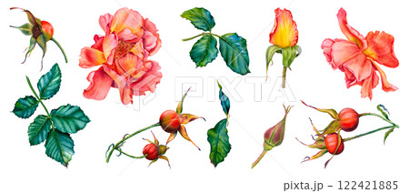 Set of roses, green leaves, wild rose stems, rose hips. Hand drawn watercolor illustration of flowers, greenery and berries on isolated background. Suitable for tea packaging, cosmetics, jam labels. 122421885
