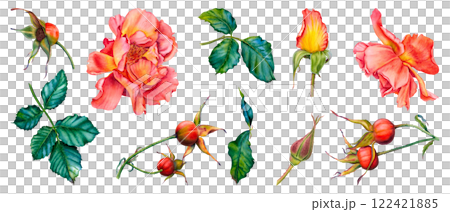 Set of roses, green leaves, wild rose stems, rose hips. Hand drawn watercolor illustration of flowers, greenery and berries on isolated background. Suitable for tea packaging, cosmetics, jam labels. 122421885