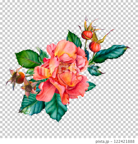 Red rose flower bouquet with rose hip berries and green leaves. Hand drawn watercolor floral illustration for wedding invitations or greeting cards on isolated background. Botanical composition. Red rose flower bouquet with rose hip berries and green leaves. Hand drawn watercolor floral illustration for wedding invitations or greeting cards on isolated background. Botanical composition. 122421888