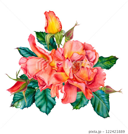 Floral composition of red-yellow roses, buds and leaves. Watercolor botanical illustration. Hand drawn flowers on Isolated background. Use for valentine's day, wedding, birthday cards or invitations. Floral composition of red-yellow roses, buds and leaves. Watercolor botanical illustration. Hand drawn flowers on Isolated background. Use for valentine's day, wedding, birthday cards or invitations. 122421889