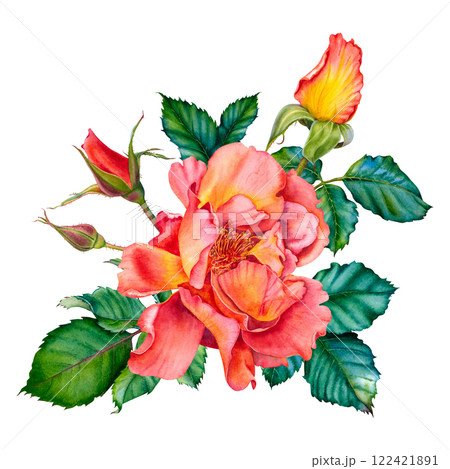 Floral composition of red-yellow roses, buds and leaves. Watercolor botanical illustration. Hand drawn flowers on Isolated background. Use for valentine's day, wedding, birthday cards or invitations. Floral composition of red-yellow roses, buds and leaves. Watercolor botanical illustration. Hand drawn flowers on Isolated background. Use for valentine's day, wedding, birthday cards or invitations. 122421891