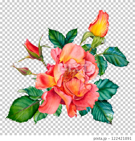 Floral composition of red-yellow roses, buds and leaves. Watercolor botanical illustration. Hand drawn flowers on Isolated background. Use for valentine's day, wedding, birthday cards or invitations. Floral composition of red-yellow roses, buds and leaves. Watercolor botanical illustration. Hand drawn flowers on Isolated background. Use for valentine's day, wedding, birthday cards or invitations. 122421891