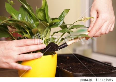 Spathiphyllum Peace Lily Care. Transplanting into Flower Pot. Soil for Flowers Spathiphyllum Peace Lily Care. Transplanting into Flower Pot. Soil for Flowers 122421965