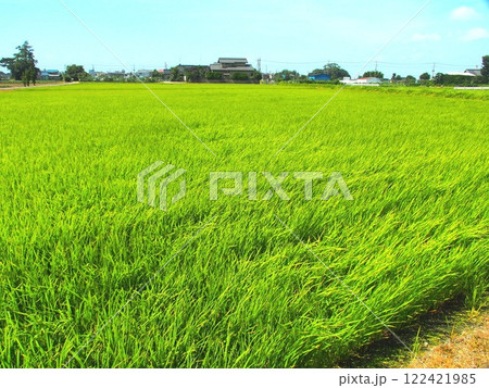 夏の風のある田舎の青田風景 夏の風のある田舎の青田風景 122421985