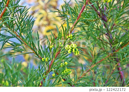 黄色いグレビレア　ロスマリフォリアの花（冬、一月） 122422172