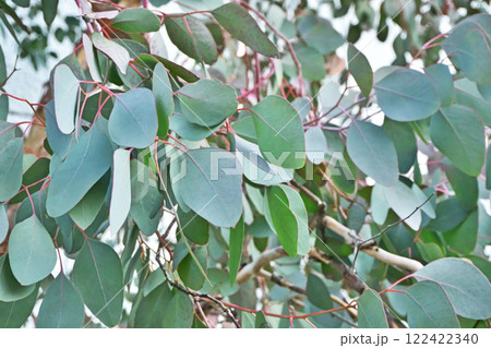 ユーカリ　ポポラスの葉（冬、一月） 122422340